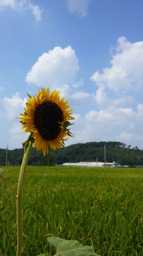 메인사진